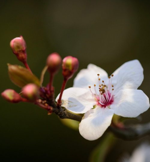 purple leaf plum, flowers, stamen, nature, bud, branch, beautiful flowers, natural, flower wallpaper, outdoor, flower background, close up